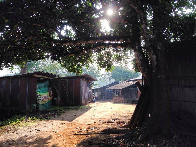 Village Scene with Tree and Houses at Ban Khun Chang Kian Dirt pathway lined with wooden houses and shaded by a large leafy tree in a village setting at Ban Khun Chang Kian.