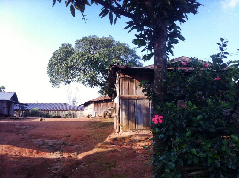 Rural Wooden House Scene at Ban Khun Chang Kian Rustic wooden house with trees and pink flowers under a clear blue sky at Ban Khun Chang Kian.