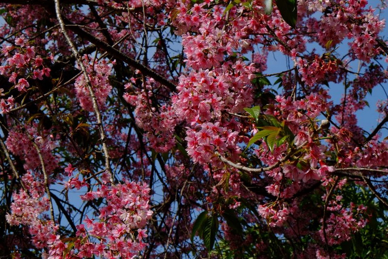 Cherry Blossoms in Bloom at Khun Chang Kian Pink cherry blossoms in full bloom with green leaves and blue sky background at Khun Chang Kian.