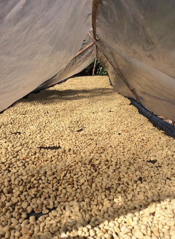Nuts Spreading Inside Tent at Khun Chang Kian Village Close-up of small nuts spread inside a tent-like covering at Khun Chang Kian Village.