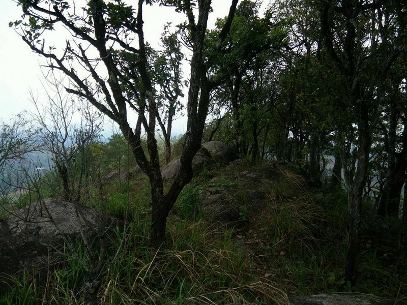 Forest Trail with Rocks at Khun Chang Kian Forest trail with rocks and tall grass among trees at Khun Chang Kian.
