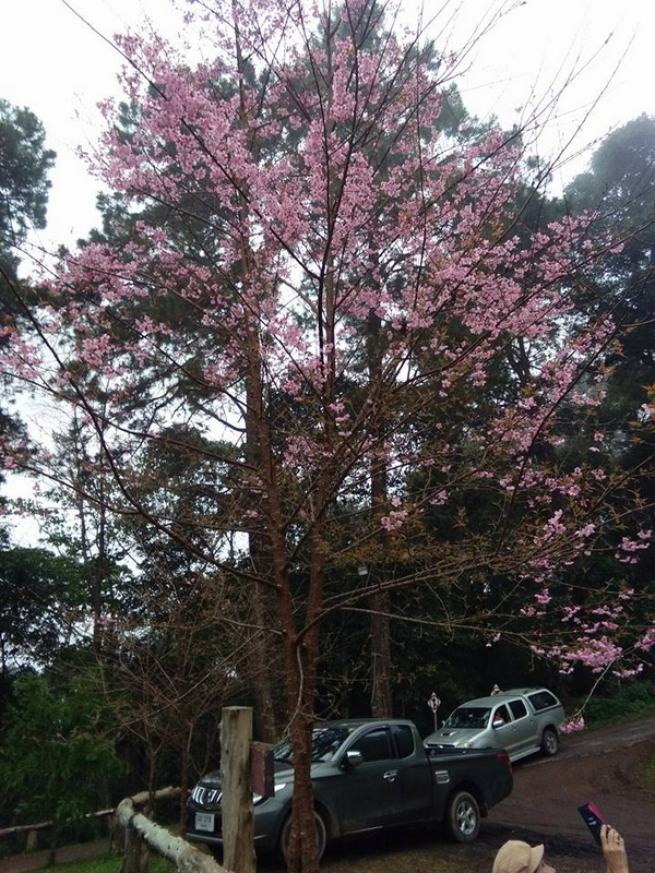Pink flowering tree next to parked cars along a dirt road with tall trees behind at Ban Khun Chang Kian.