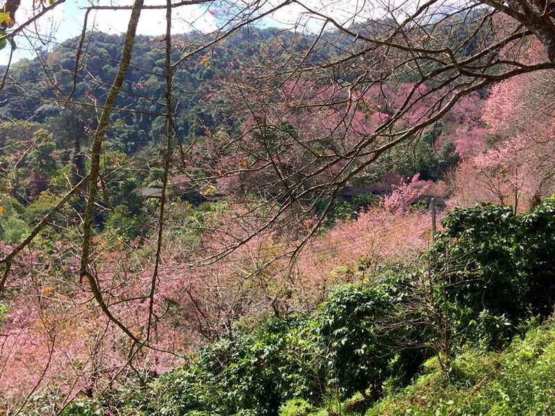 Cherry blossom trees in full bloom with pink flowers among green foliage and mountains in the background at Ban Khun Chang Kian.