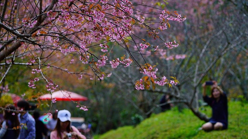 Cherry blossoms with visitors enjoying the park in springtime at Khun Chang Kian.