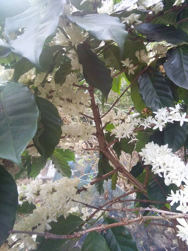 White Flower Clusters at Ban Khun Chang Kian Close-up of white flowers and green leaves on a plant stem at Ban Khun Chang Kian.