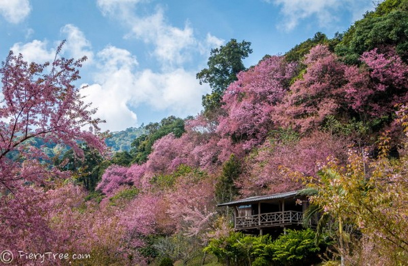 Pink Blossom Hillside at Khun Chang Kian Village Pink flowering trees with a wooden pavilion on a hillside under a blue sky at Khun Chang Kian Village.
