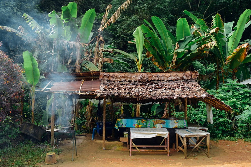 Rustic Shelter in Verdant Jungle at Ban Mae Kanpong Rustic shelter with thatched roof amidst lush green banana plants and forest greenery at Ban Mae Kanpong.