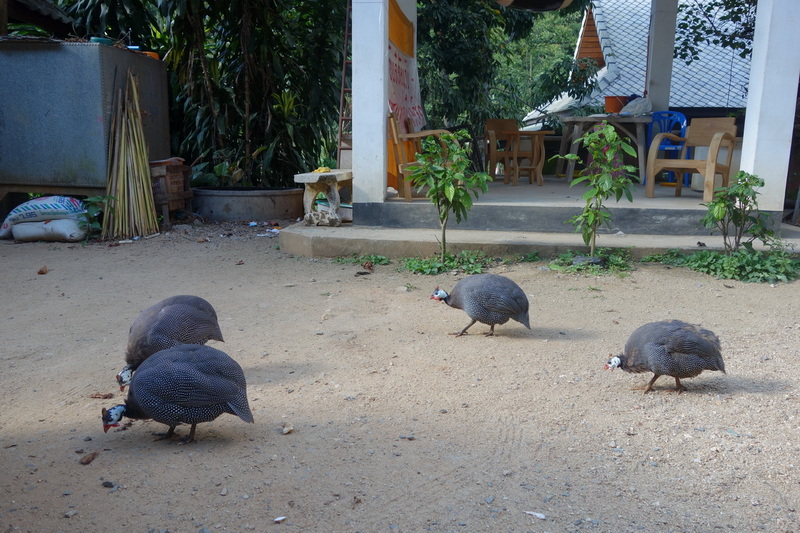 Four turkeys walking on a dirt ground with trees and a small building nearby at Ban Mae Kanpong.