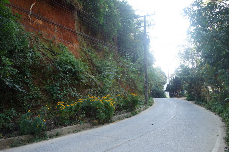 Curving road with greenery and utility poles on a hilly landscape at Ban Mae Kanpong.