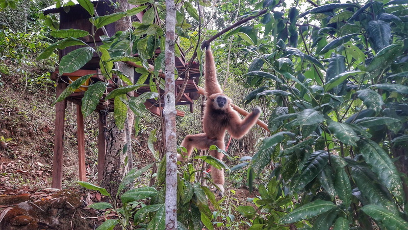 Monkey hanging from a tree branch amidst dense green foliage in a forest at Pang Hi Village.