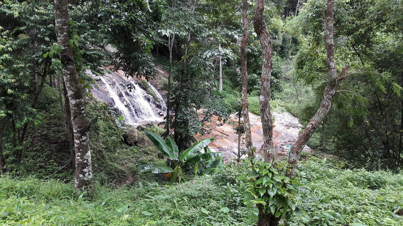 A forest scene with a small waterfall and rocks surrounded by lush trees and plants at Pang Hi Village.