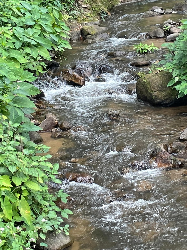 Serene Mountain Stream at Pang Hi Village A clear stream with rocks and green plants along the banks at Pang Hi Village.