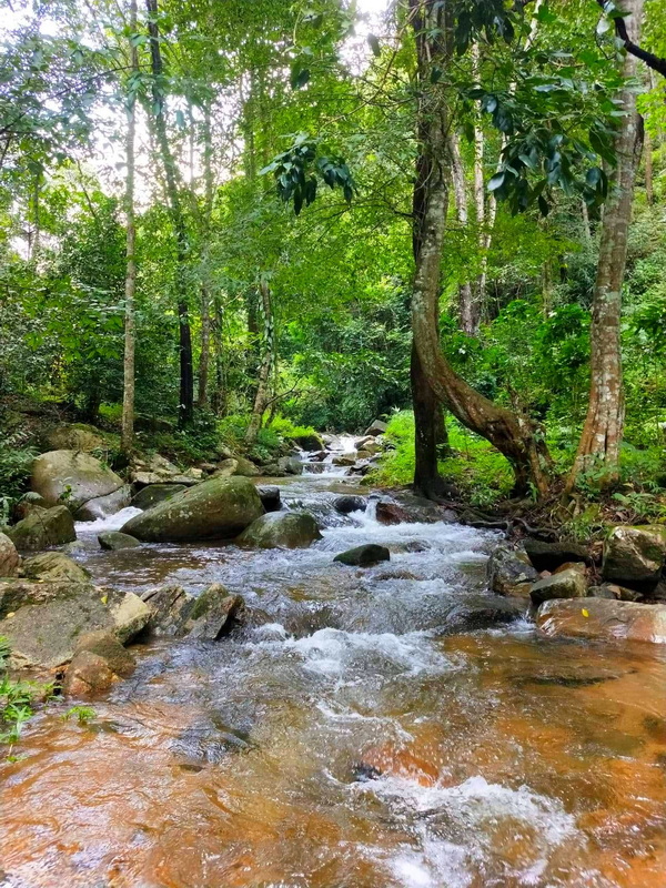 Serene Forest Stream at Pang Hi Village Stream flowing through a lush green forest with rocks and trees at Pang Hi Village.