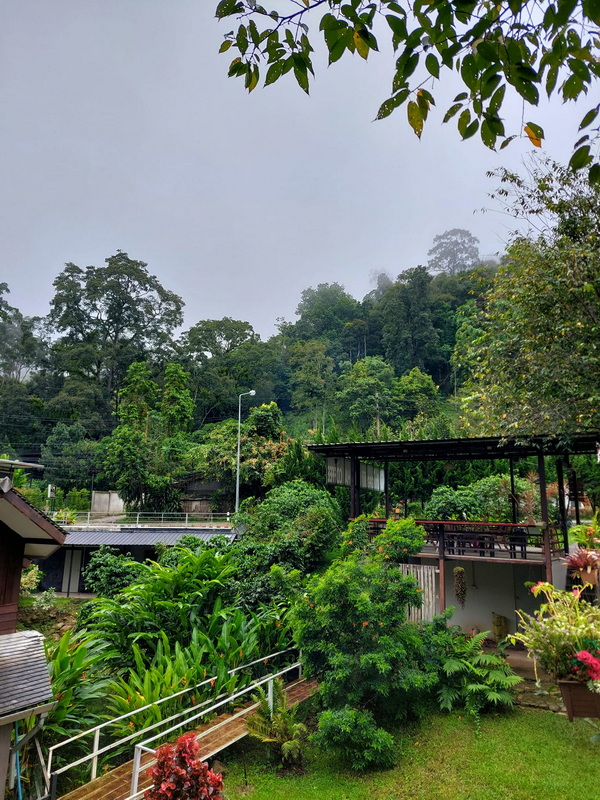 Lush Hilltop View at Pang Hi Village A verdant hillside with trees, a garden, and a small building under a foggy sky at Pang Hi Village.