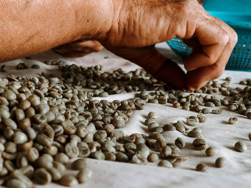 Bean Sorting Process at Pang Hi Village A hand sorting small beans on a cloth surface during processing at Pang Hi Village.