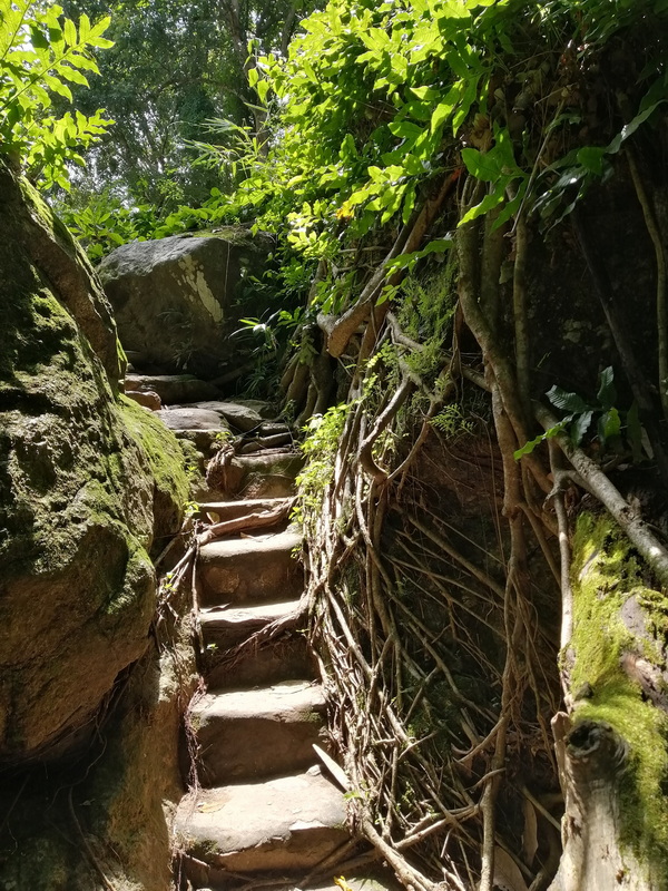 Narrow dirt trail with stone steps surrounded by dense green plants and rocks at Mae Sa Waterfall.