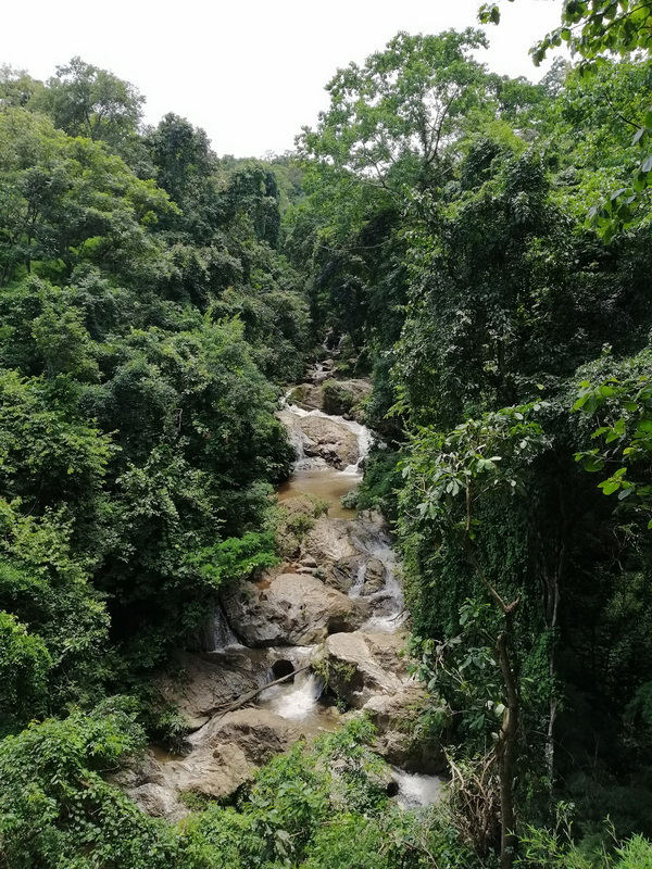 Forest Stream at Mae Sa Waterfall A rocky stream winding through a dense green forest at Mae Sa Waterfall.