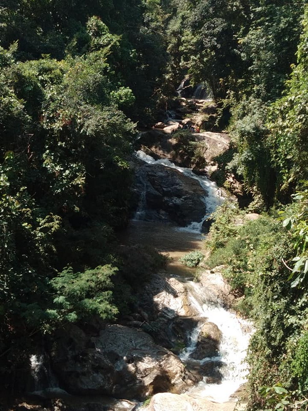 Stream in Dense Forest at Mae Sa Waterfall A small flowing stream with rocks and lush green plants on both sides at Mae Sa Waterfall.