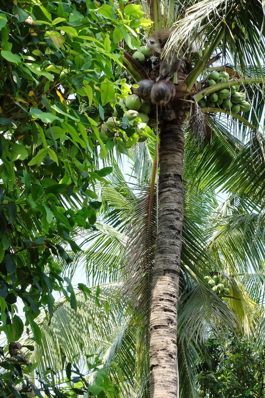 Travel photograph selected for Chiang Mai Monkey School destination guide, Chiang Mai Monkey School main article view 3 2