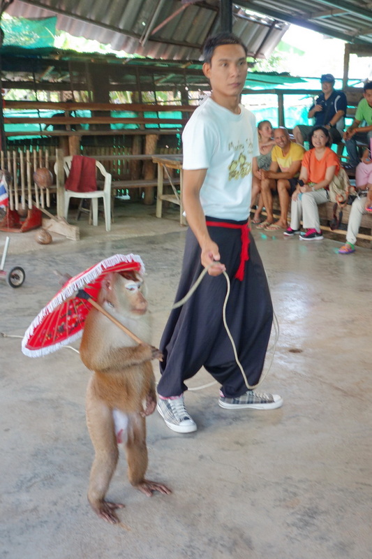 Travel photograph selected for Chiang Mai Monkey School destination guide, Chiang Mai Monkey School main article view 2 2