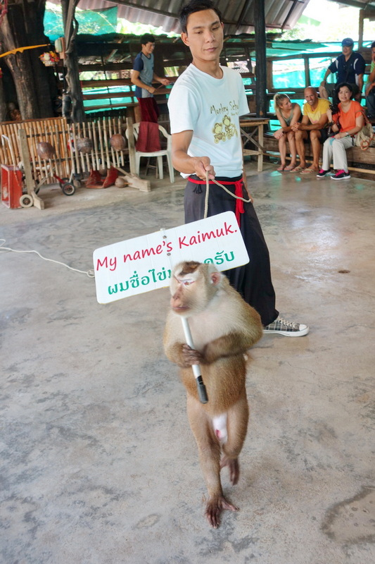 Travel photograph selected for Chiang Mai Monkey Show destination guide.