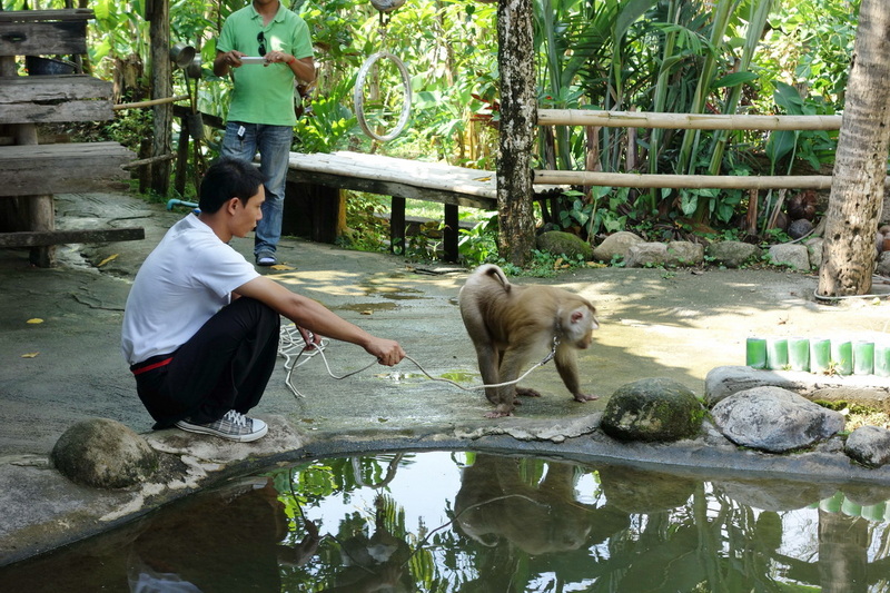 Travel photograph selected for Chiang Mai Monkey Show destination guide, Chiang Mai Monkey Show main article view 2 2