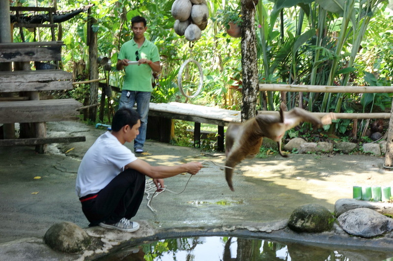 Travel photograph selected for Chiang Mai Monkey School destination guide.