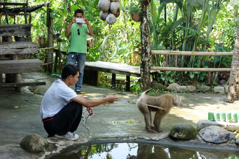 Travel photograph selected for Chiang Mai Monkey Show destination guide, Chiang Mai Monkey Show main article view 2 2