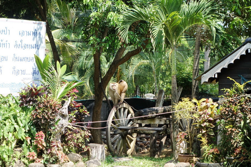 Travel photograph selected for Chiang Mai Monkey Show destination guide.