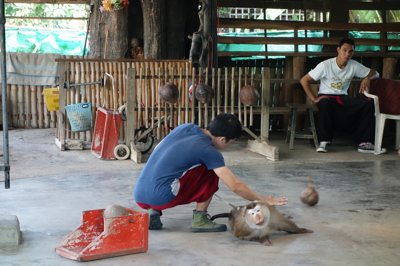 Travel photograph selected for Chiang Mai Monkey School destination guide, Chiang Mai Monkey School main article view 2 2