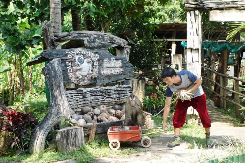 Travel photograph selected for Chiang Mai Monkey School destination guide, Chiang Mai Monkey School main article view 2 2