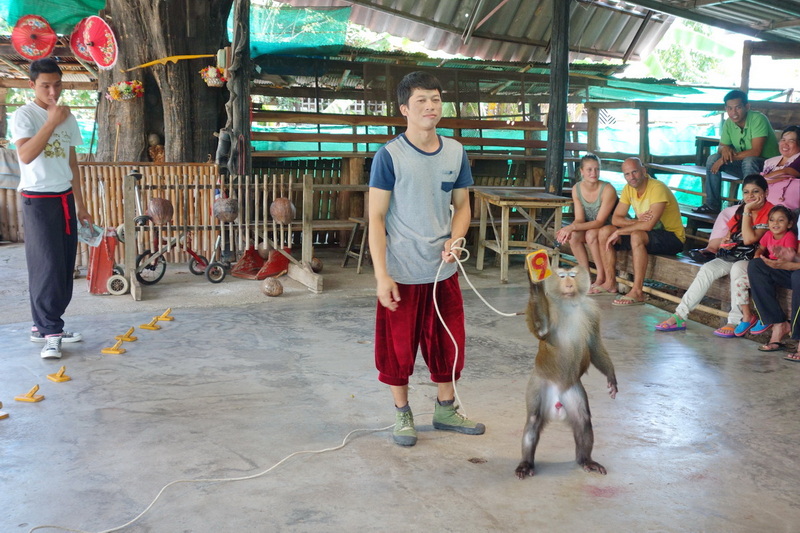 Travel photograph selected for Chiang Mai Monkey Show destination guide, Chiang Mai Monkey Show main article view 4 2