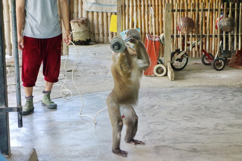 Travel photograph selected for Chiang Mai Monkey School destination guide, Chiang Mai Monkey School main article view 3 2
