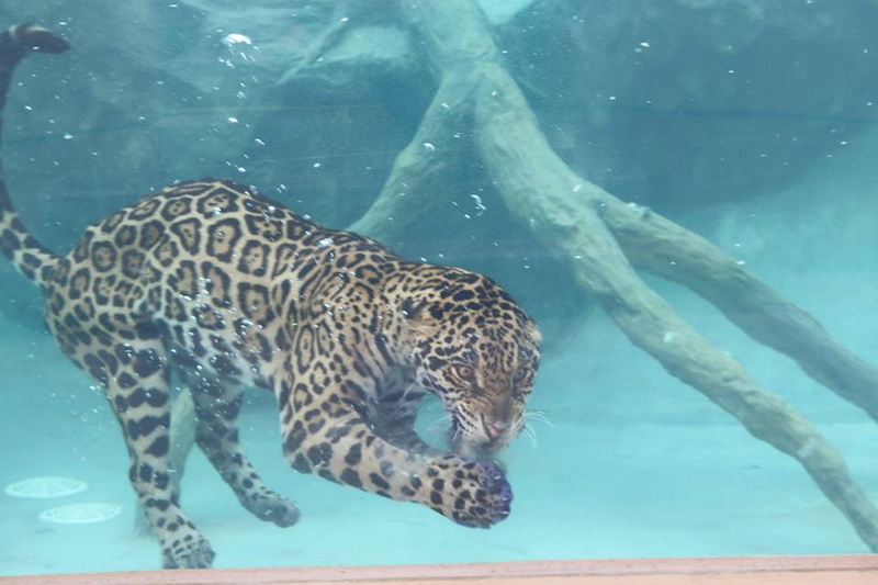Jaguar swimming underwater with a tree branch in the background at Chiang Mai Night Safari.