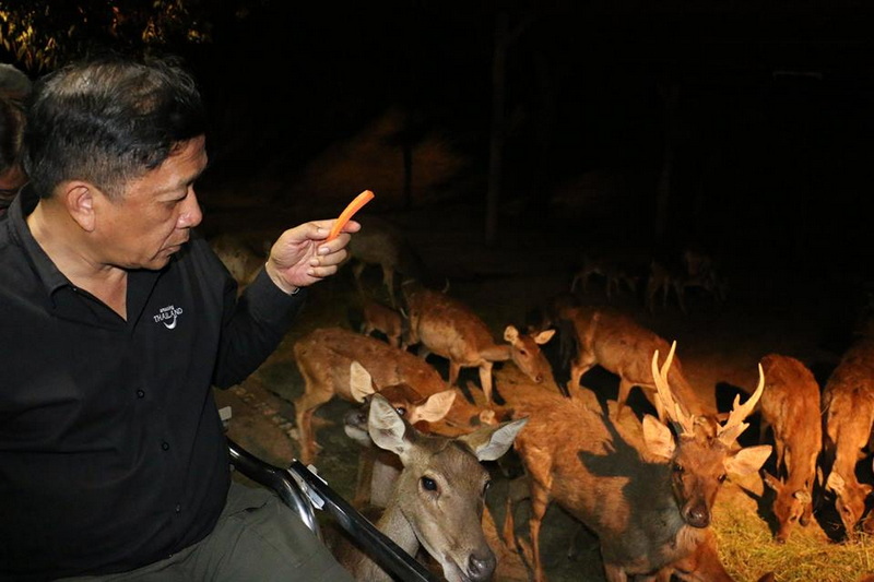 Man watching reindeer-like animals at night in a wooded area at Chiang Mai Night Safari.