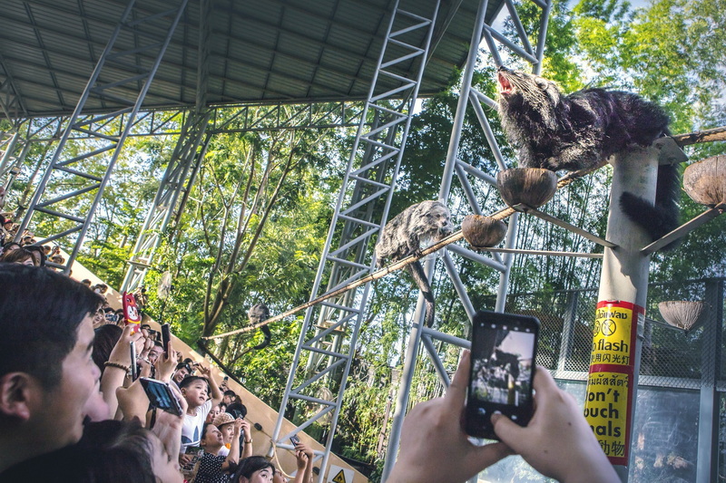 Wildlife Encounter at Chiang Mai Night Safari Crowd observing raccoon and clouded leopard on a raised platform at wildlife park at Chiang Mai Night Safari.