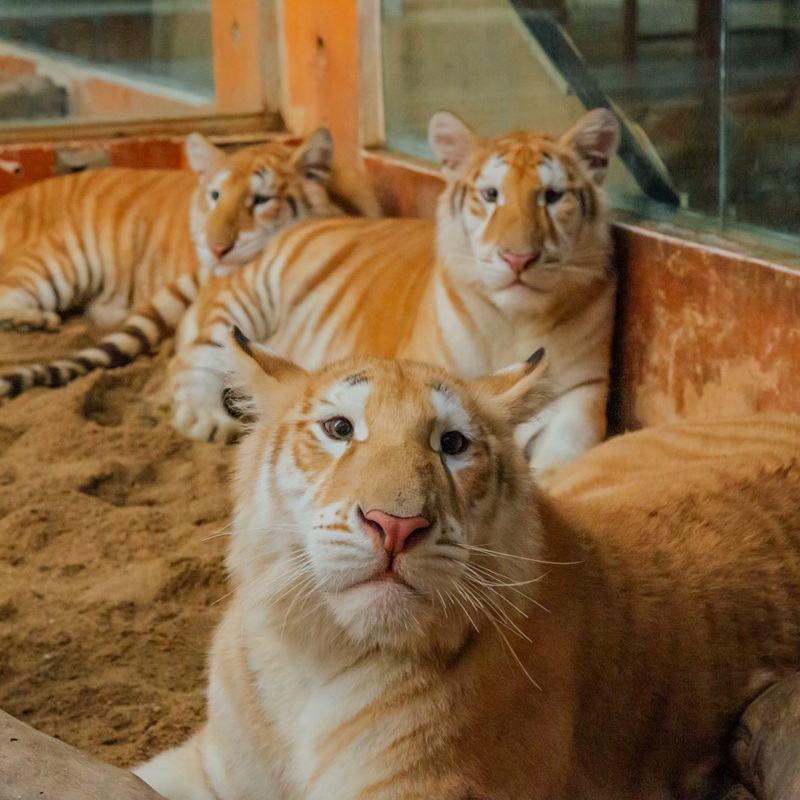 Four tigers lying on sand inside an indoor enclosure with glass walls at Chiang Mai Night Safari.