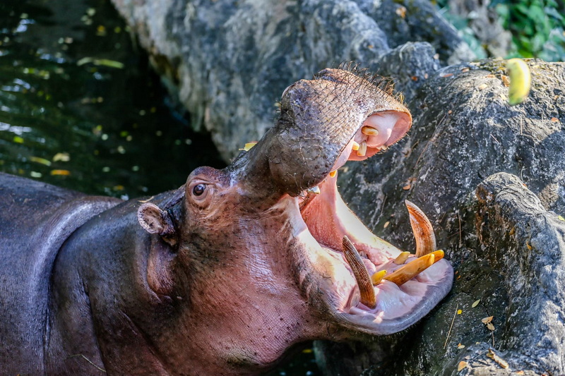 Wildlife Close-Up at Chiang Mai Night Safari Hippopotamus with open mouth showing teeth near rocks and water at Chiang Mai Night Safari.