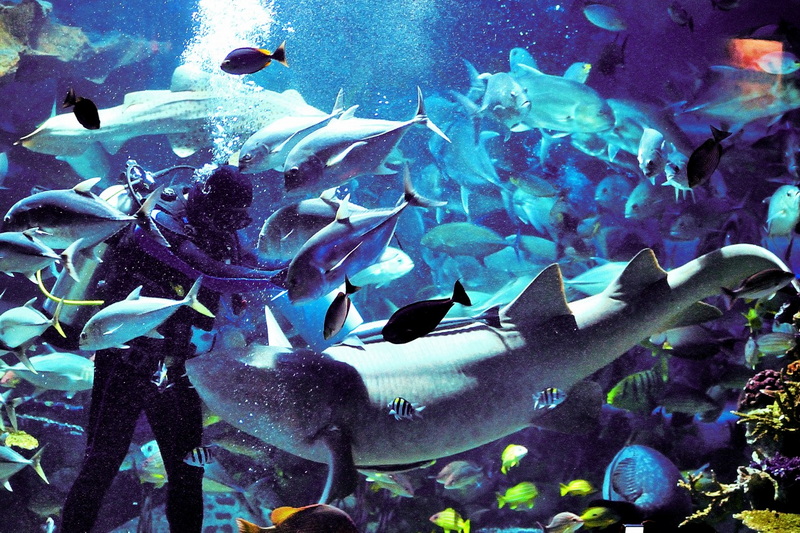 Aquarium Shark Observation at Chiang Mai Zoo Person watching a large shark among smaller fish in an aquarium at Chiang Mai Zoo.