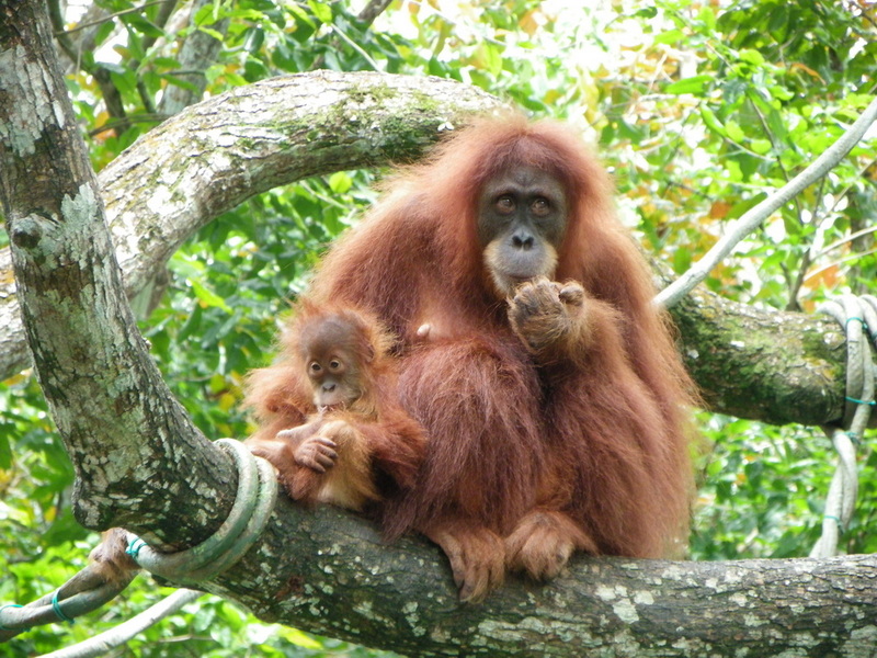 An adult and juvenile orangutan sitting on a tree branch amid green leaves at Chiang Mai Zoo.