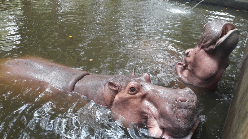 Hippos in Water Enclosure at Chiang Mai Zoo Two hippopotamuses swimming in a water enclosure at Chiang Mai Zoo.