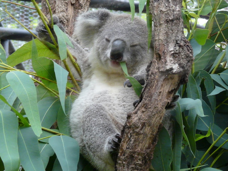Koala Clinging to a Tree at Chiang Mai Zoo Young koala with closed eyes cuddling a tree branch surrounded by green leaves at Chiang Mai Zoo.