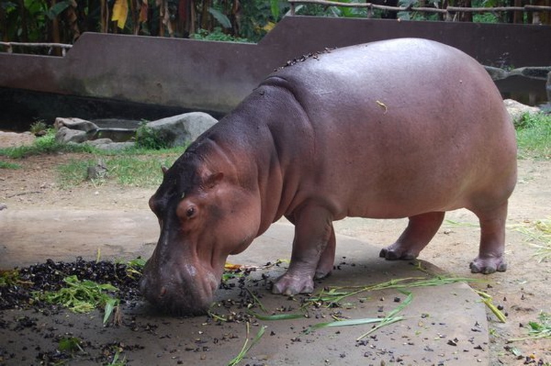 Wild Pig in Enclosure at Chiang Mai Zoo A brown and dark pig-like animal eating leaves on the ground in an outdoor area at Chiang Mai Zoo.