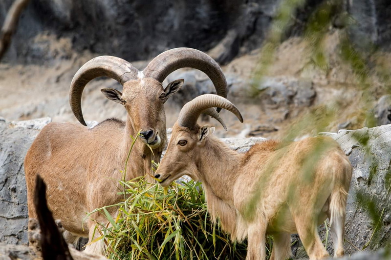 Two goats with curved horns eating plants among rocks in nature at Chiang Mai Zoo.