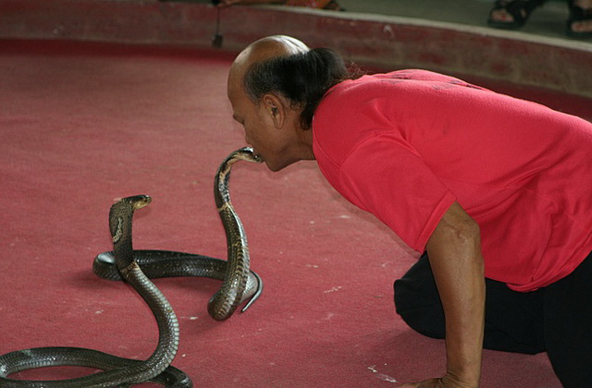 Man and Snake Interaction at Snake Farm Chiang Mai Man in red shirt interacting closely with a snake indoors at Snake Farm Chiang Mai.