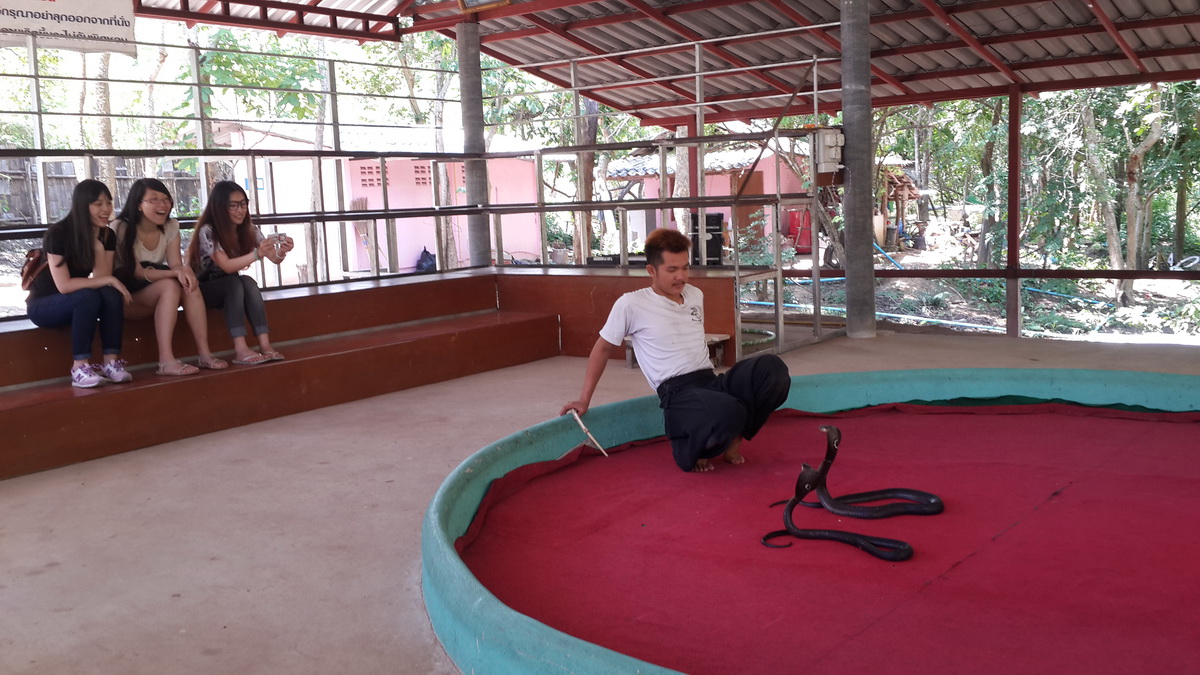 Man handling a snake in a circular enclosure while three women watch nearby at Mae Rim Snake Farm.