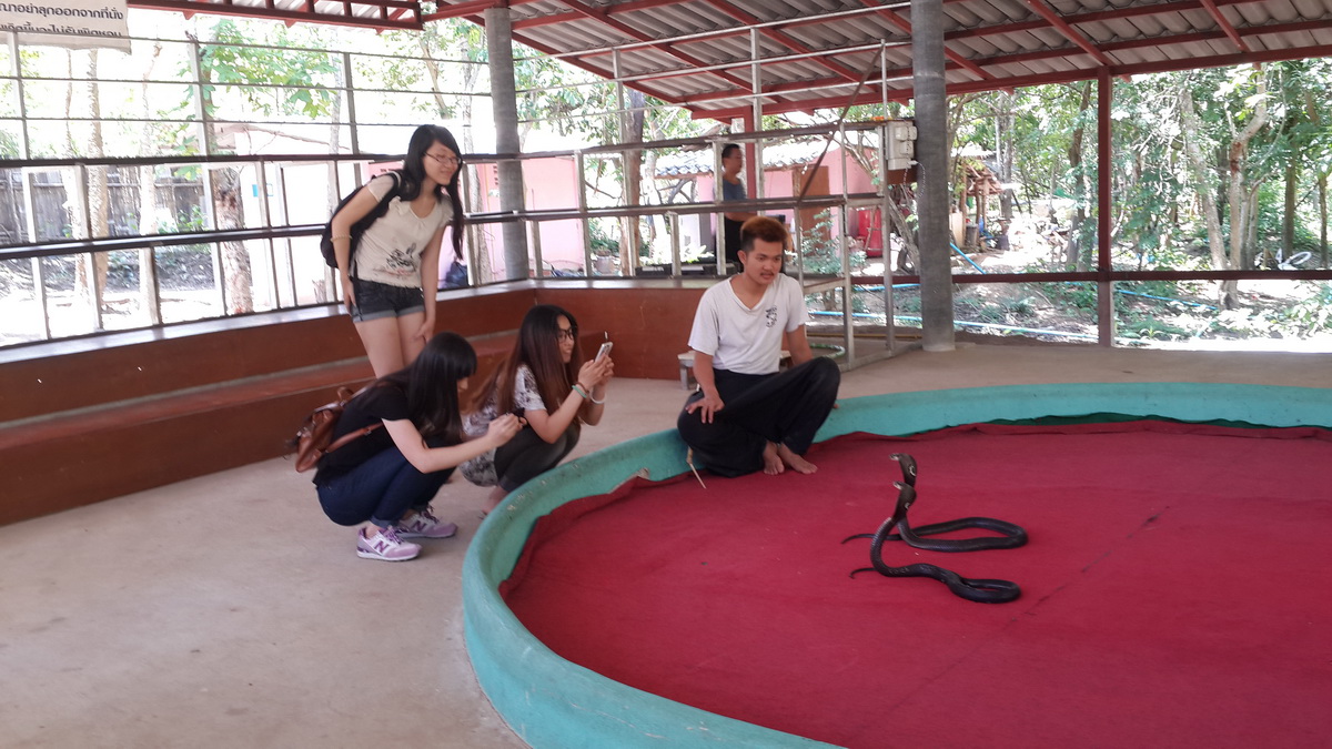 Snake Observation at Wildlife Exhibit at Mae Rim Snake Farm Group of visitors watching a snake inside an indoor wildlife exhibit at Mae Rim Snake Farm.