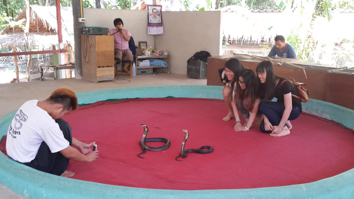 Group watching and photographing two snakes on a circular red platform indoors at Mae Rim Snake Farm.