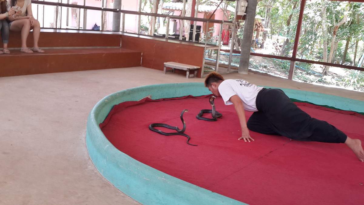 Snake Handling Demonstration at Snake Farm Chiang Mai Man kneeling on red mat with two snakes inside a pet enclosure at Snake Farm Chiang Mai.