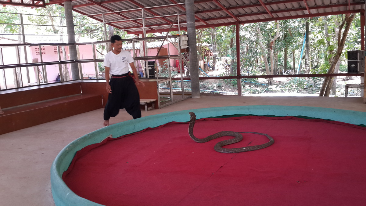 Snake Enclosure at Chiang Mai at Snake Farm Chiang Mai A snake is coiled on a red mat inside a shelter with trees in background at Snake Farm Chiang Mai.